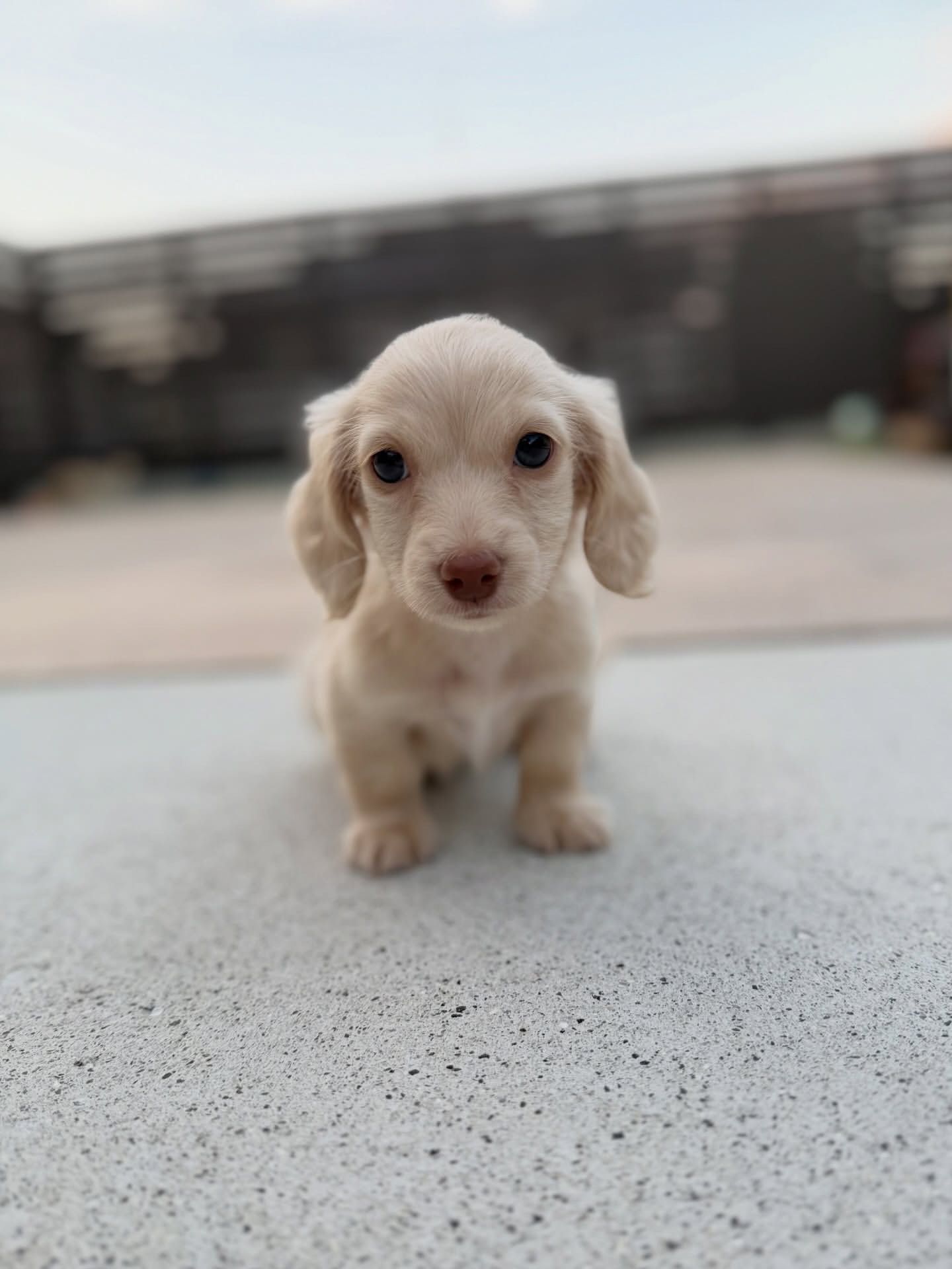 Zola